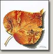 Seasons End